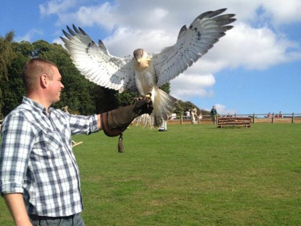 Five Day Falconry Course