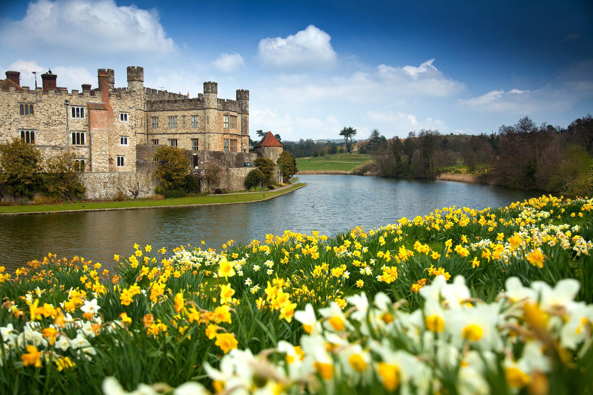 daffodils at leeds castle
